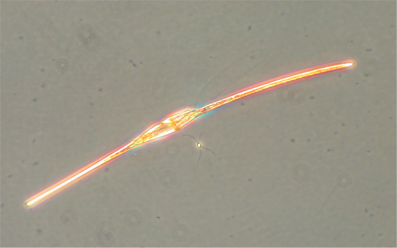 Image of Ceratium fusus by Brian Bill, NOAA